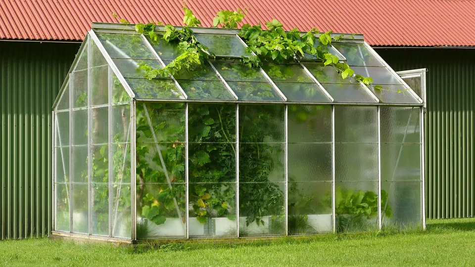 Kleines Gewächshaus aus Aluminium und Glas im Garten, innen Weinreben und Pflanzen